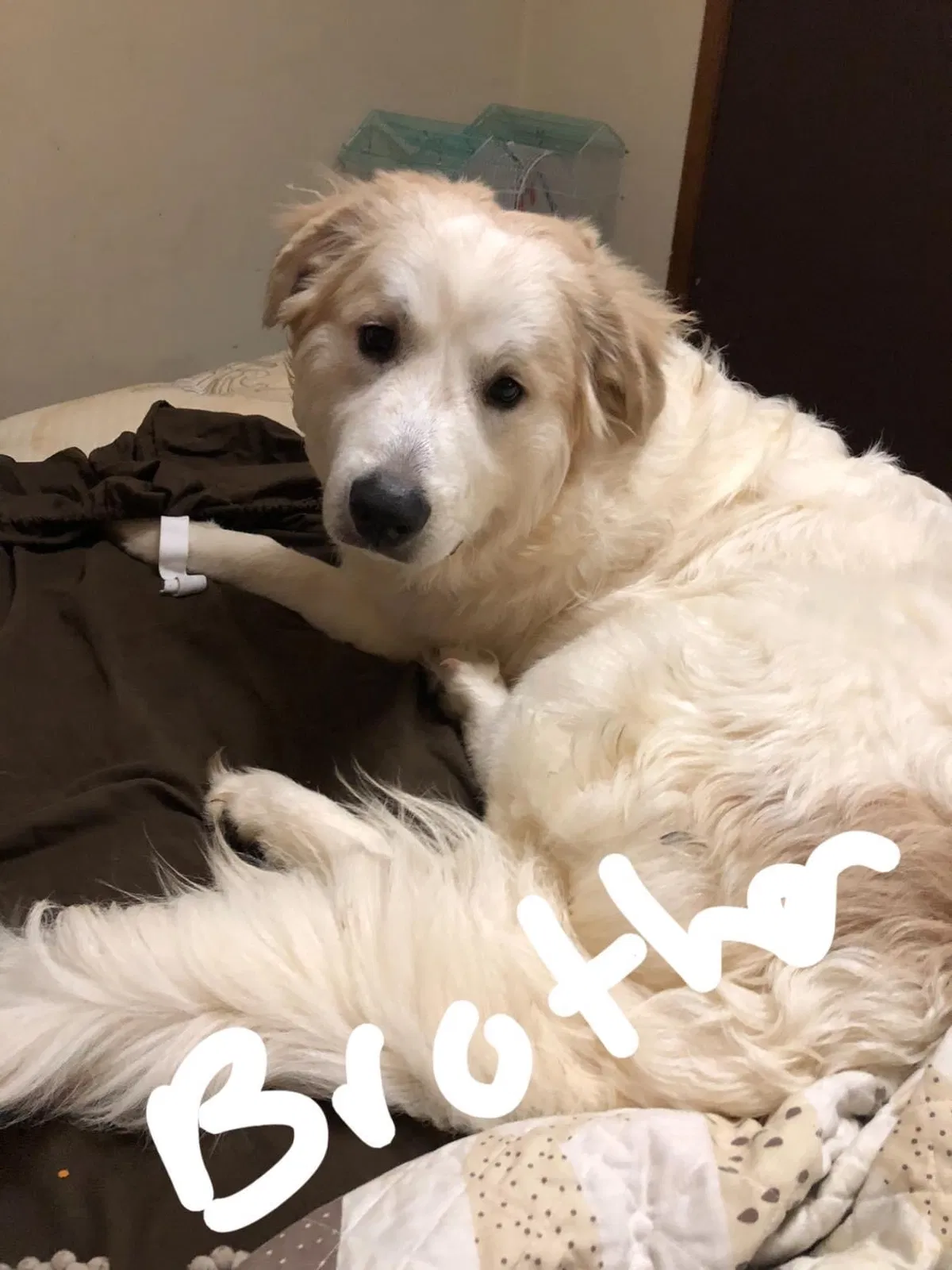 Lost dog in Madisonville, TN, 37354