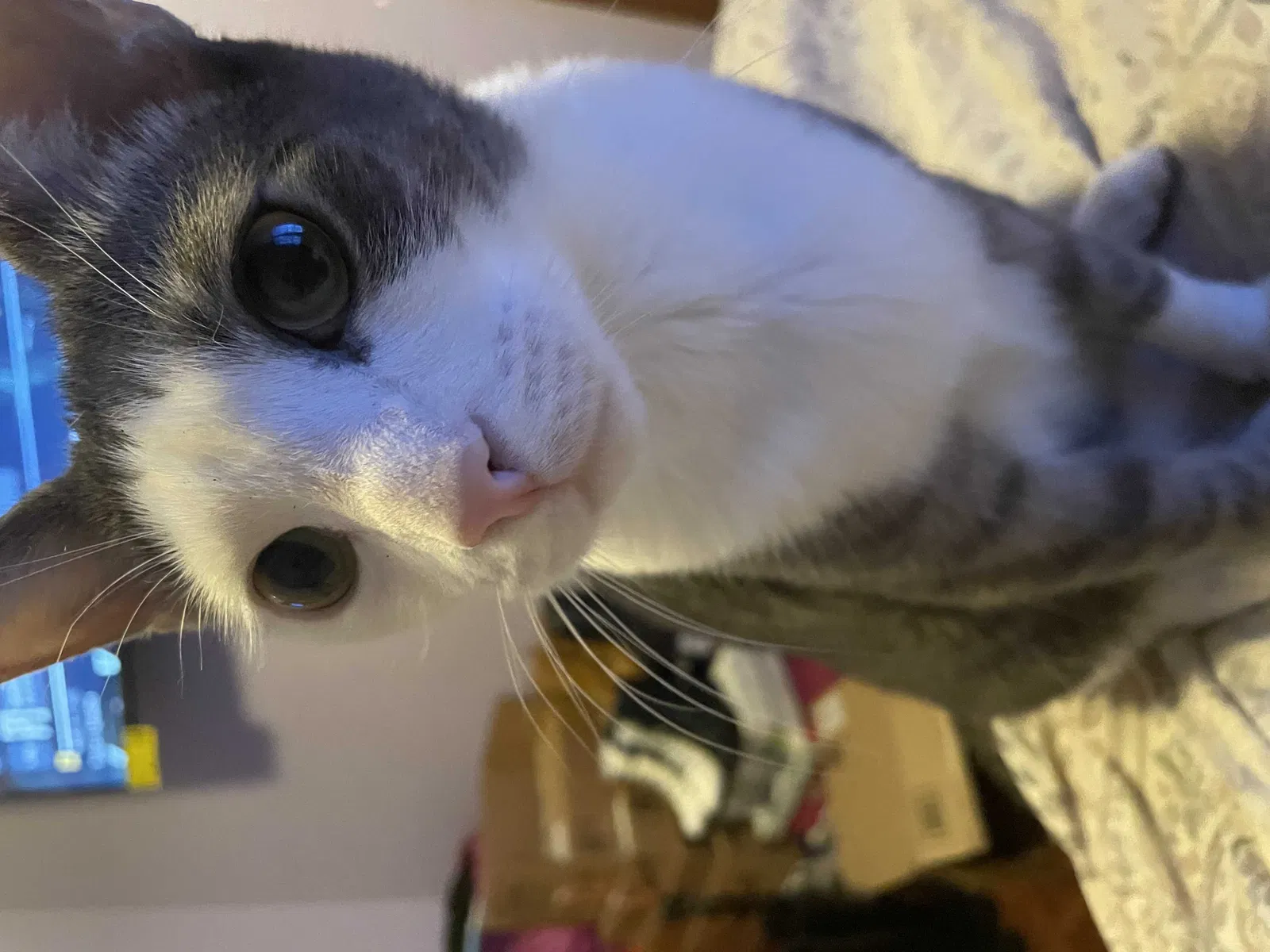 Lost cat in Far Rockaway, NY, 11691