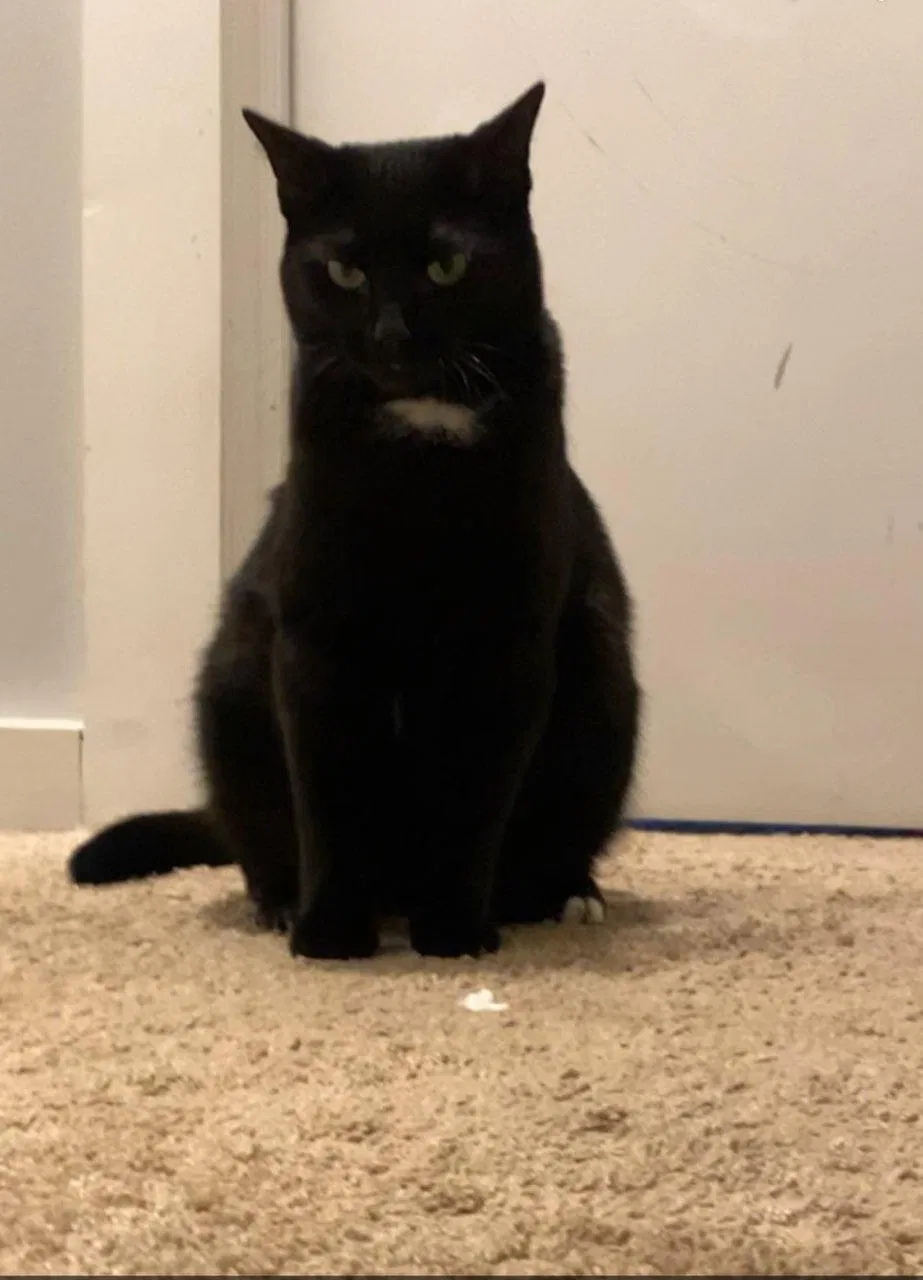 Lost cat in Worth, IL, 60482