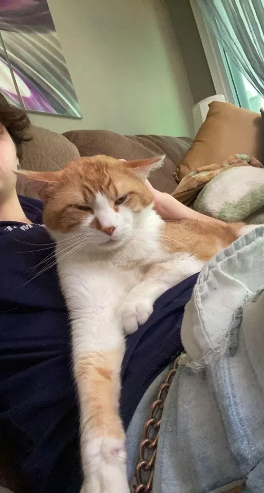 Lost cat in Burnsville, MN, 55337