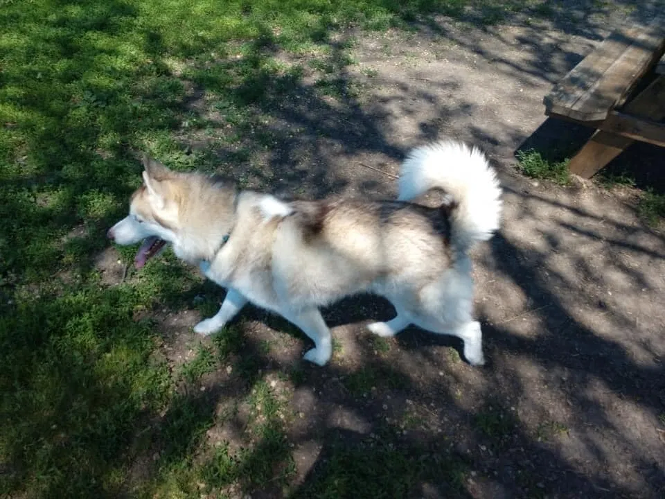 Lost dog in Burnsville, MN, 55337