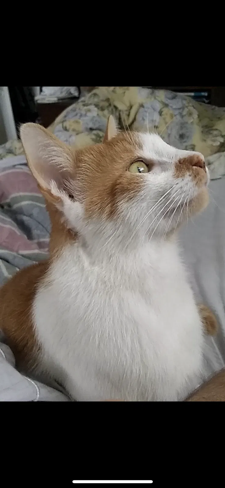 Lost cat in Satellite Beach, FL, 32937