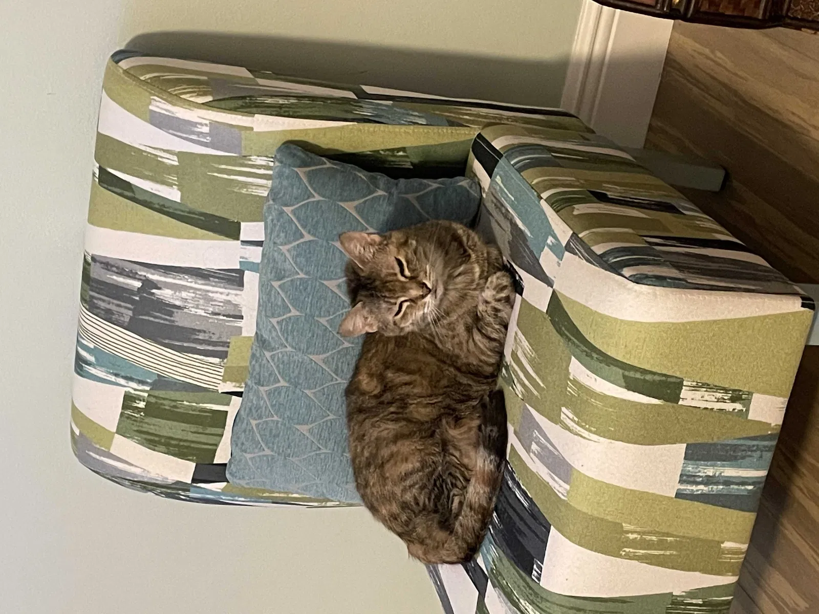 Lost cat in Saint Petersburg, FL, 33709