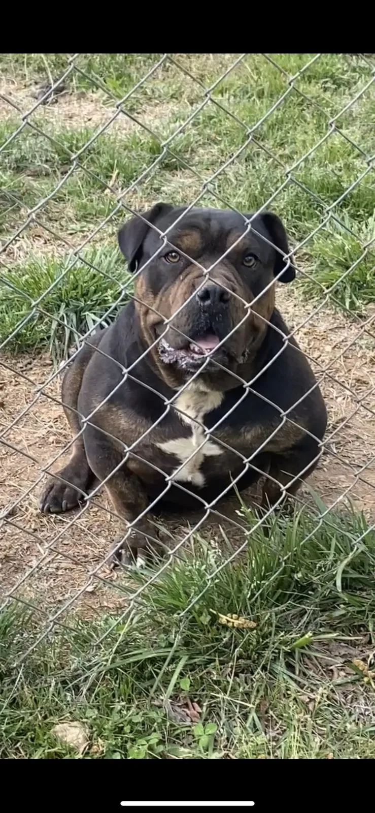 Lost dog in Lancaster, SC, 29720