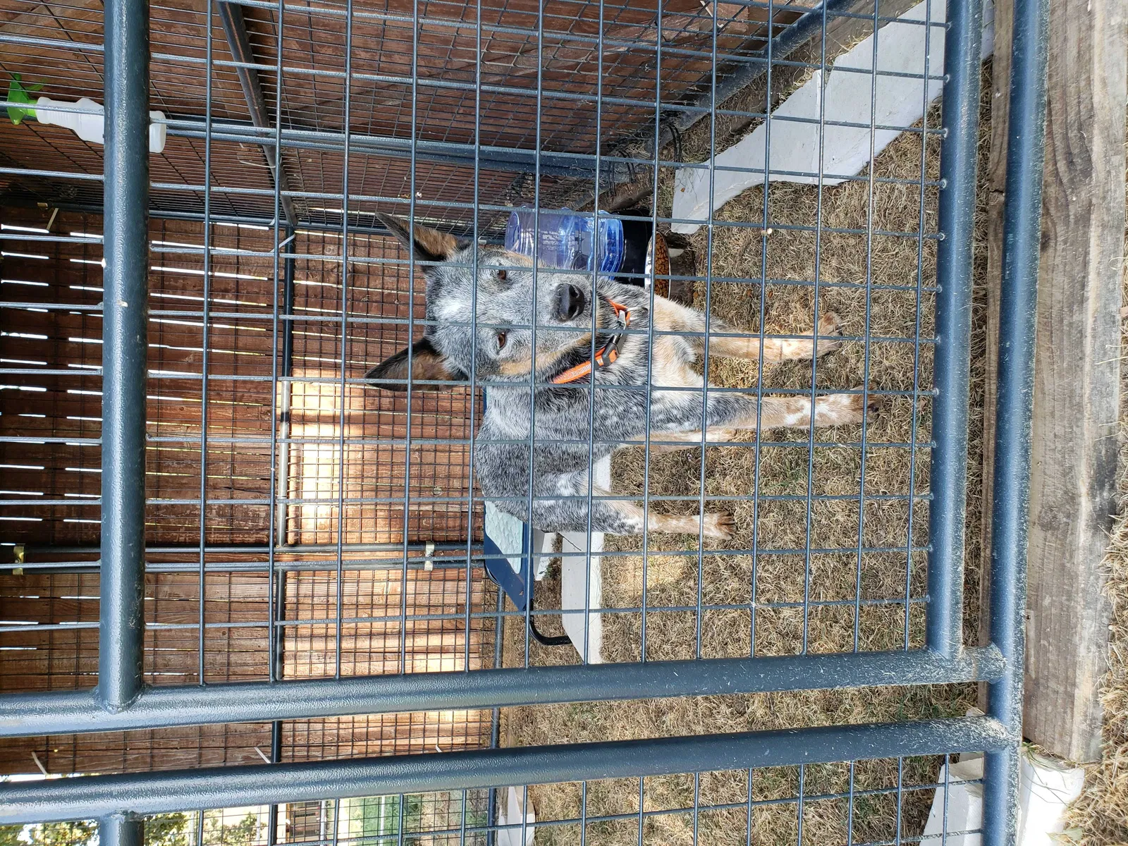 Found dog in Pilot Point, TX, 76258