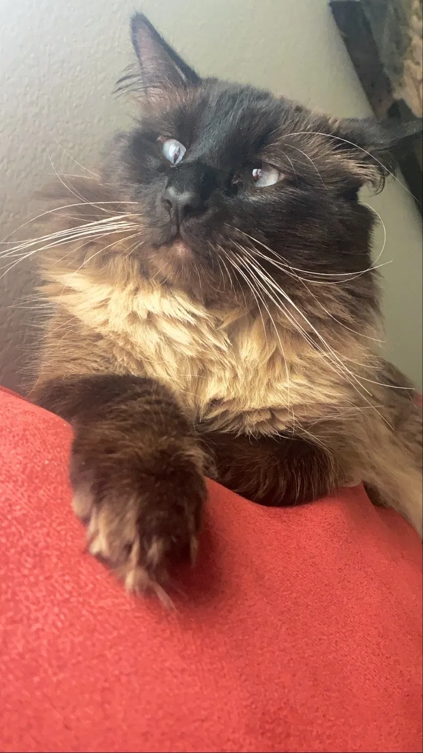 Lost cat in Las Vegas, NV, 89164