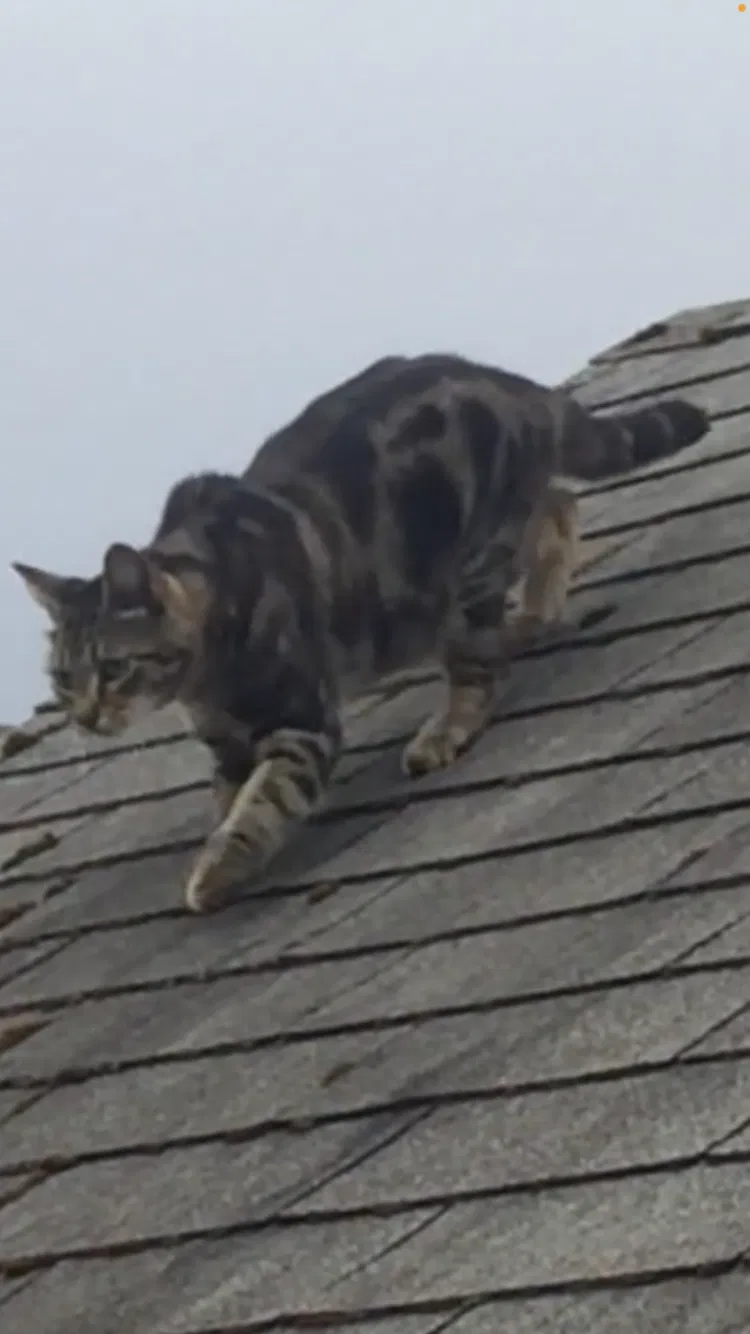Lost cat in Seattle, WA, 98115