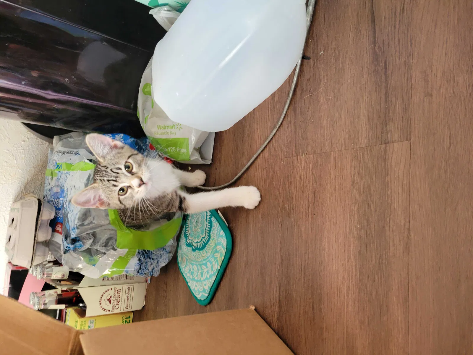Lost cat in Springfield, OR, 97477
