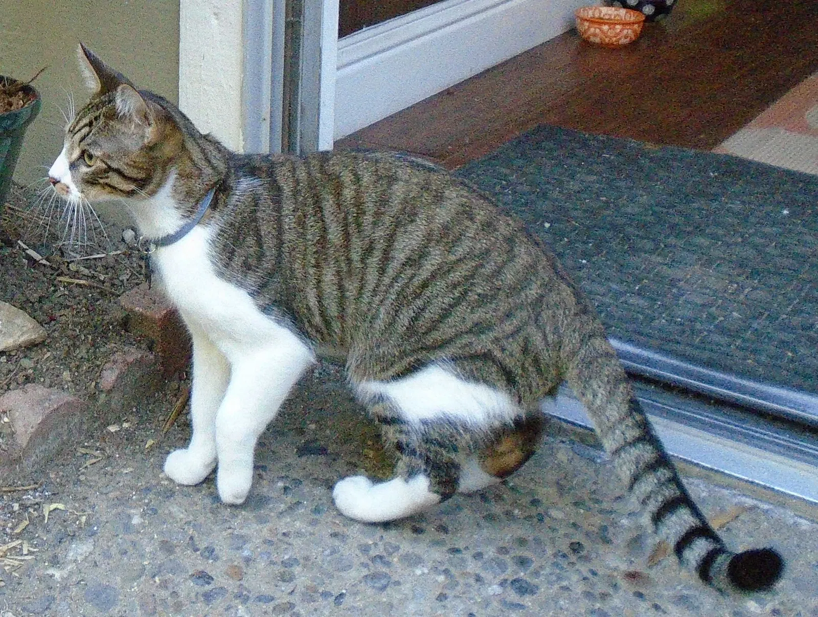 Lost cat in Salinas, CA, 93908