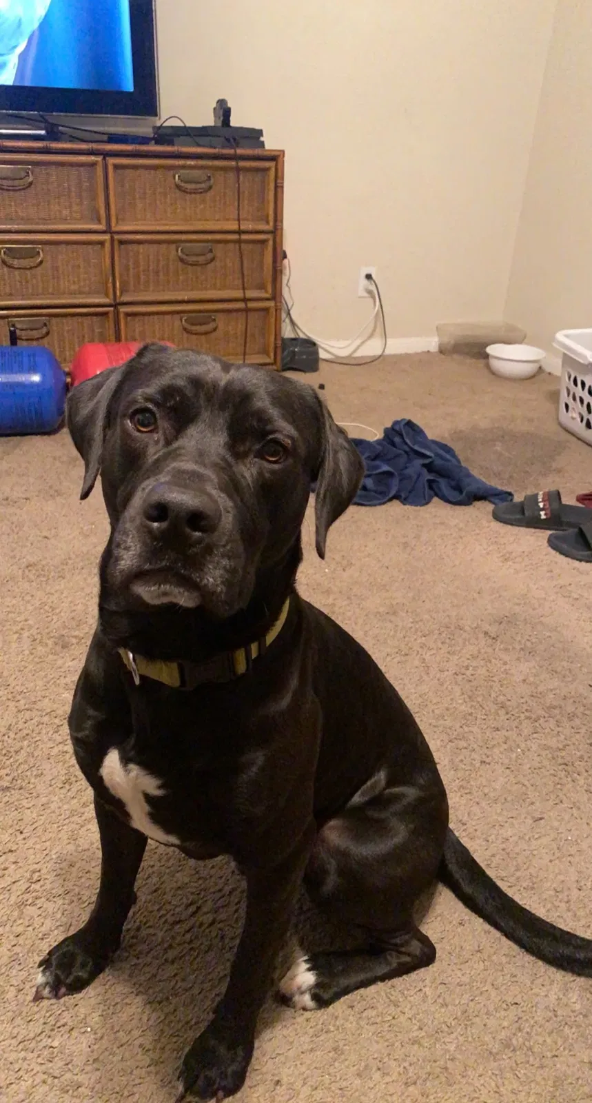 Lost dog in Waco, TX, 76706