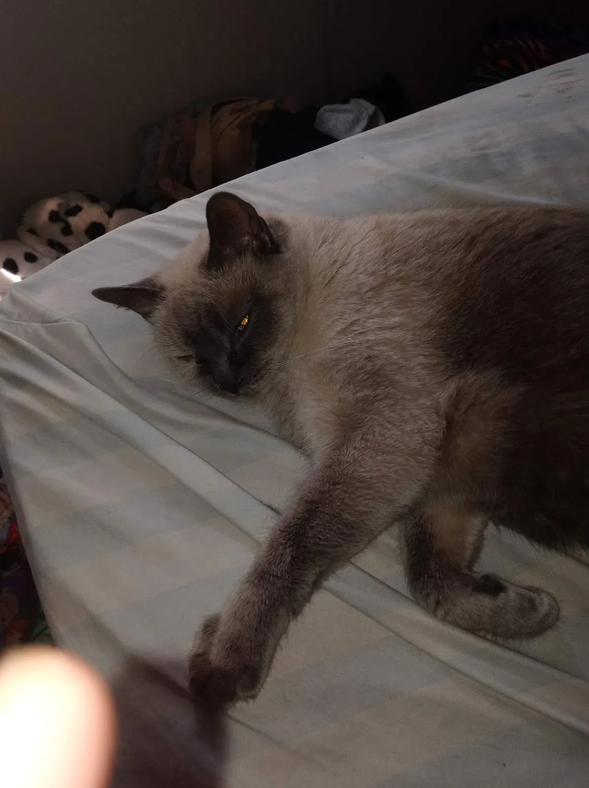 Lost cat in Oklahoma City, OK, 73129
