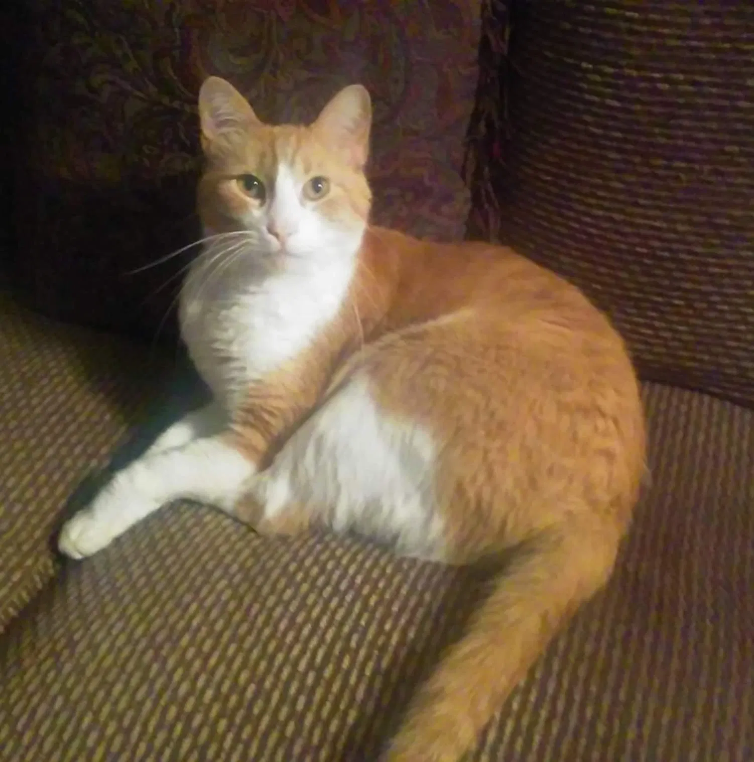 Lost cat in Fort Worth, TX, 76114