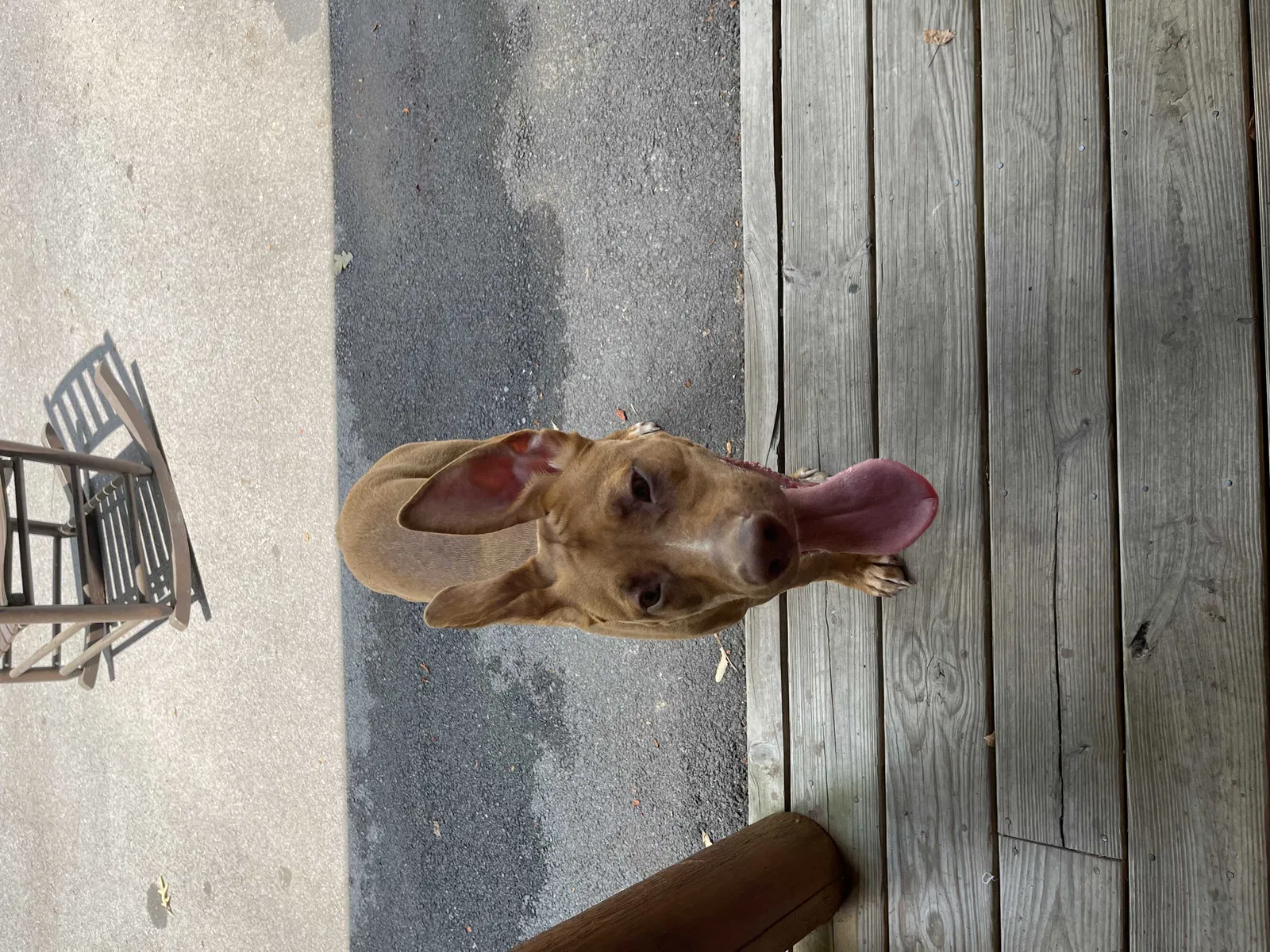 Found dog in Sevierville, TN, 37876