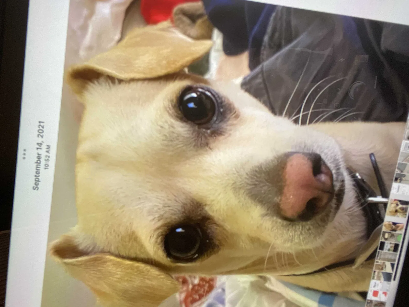 Lost dog in Sun City, CA, 92586