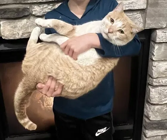Lost cat in Menasha, WI, 54952