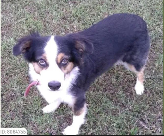 Lost dog in Broken Arrow, OK, 74014