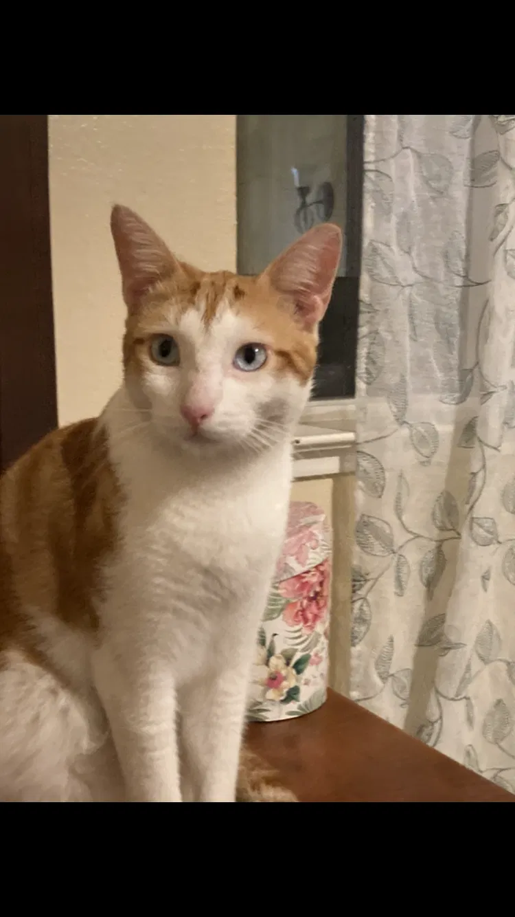 Lost cat in Livingston, CA, 95334