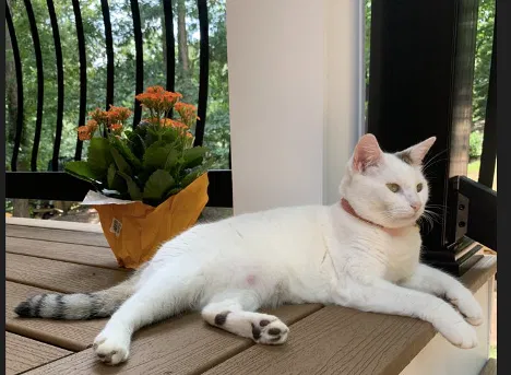 Lost cat in Smyrna, GA, 30080