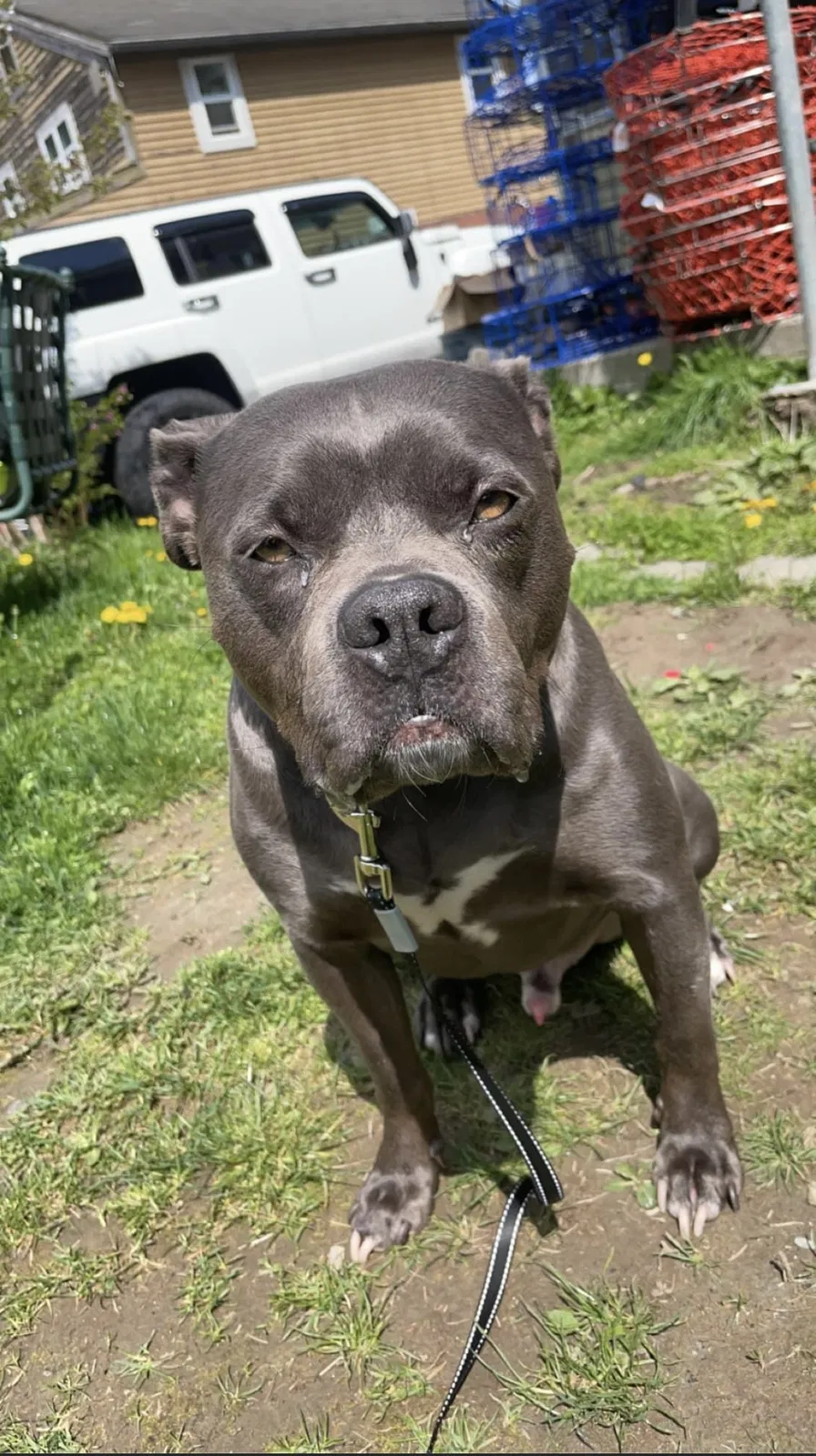 Lost dog in Darrington, WA, 98241