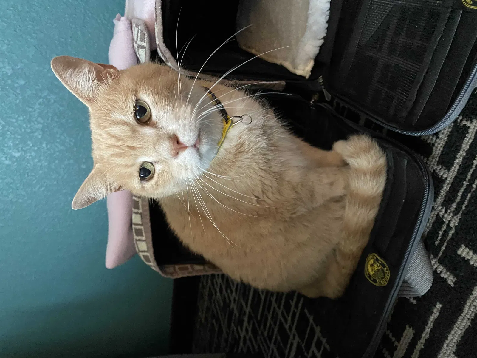 Lost cat in West Linn, OR, 97068