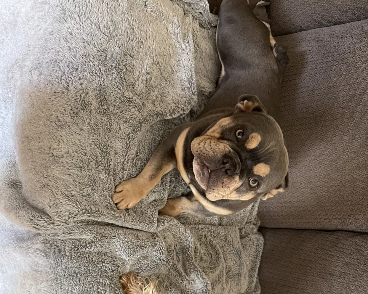 Lost dog in Stockton, CA, 95204