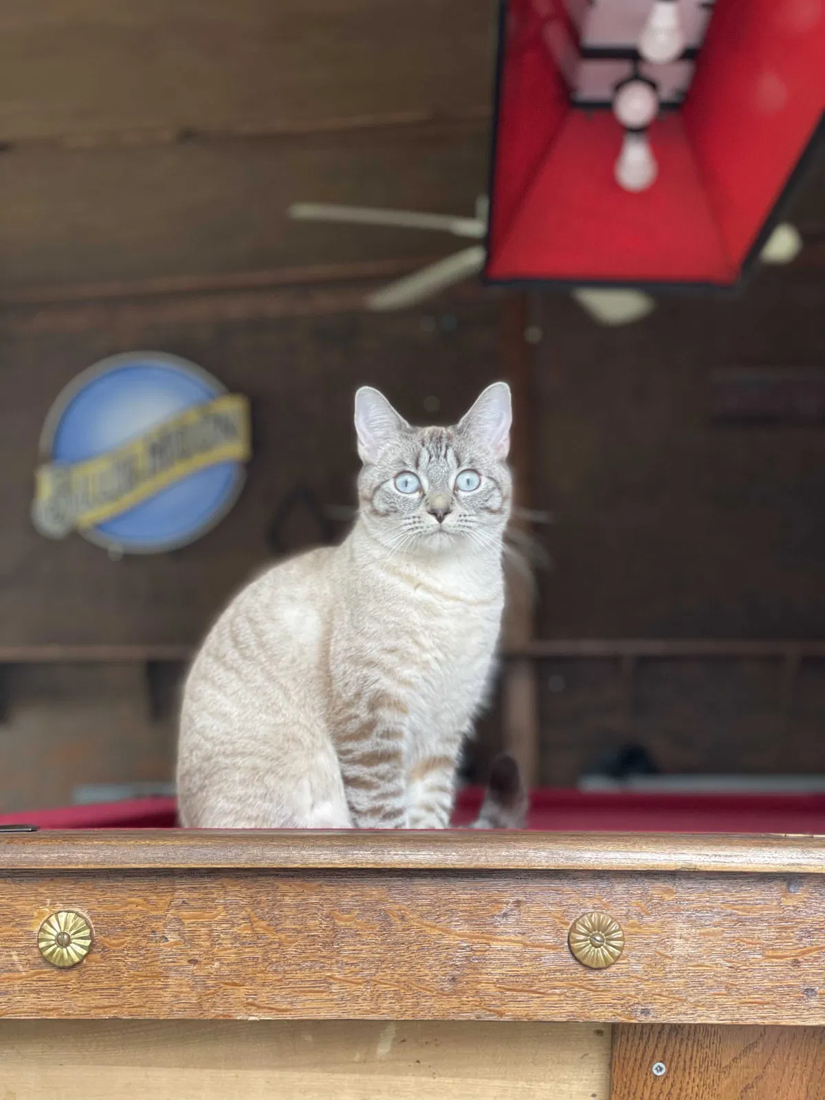 Lost cat in Vancouver, WA, 98661
