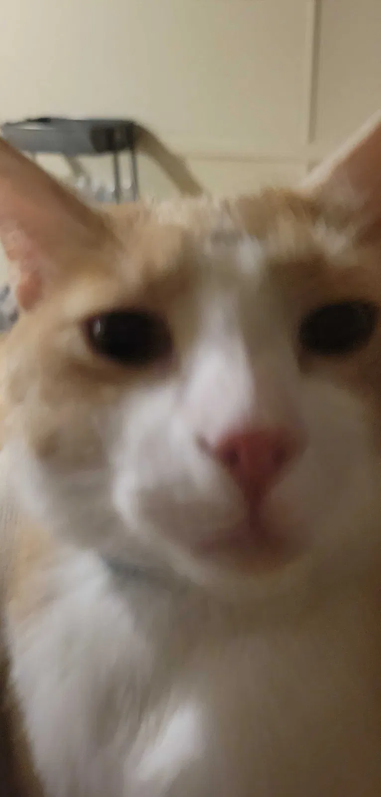 Lost cat in New Caney, TX, 77357