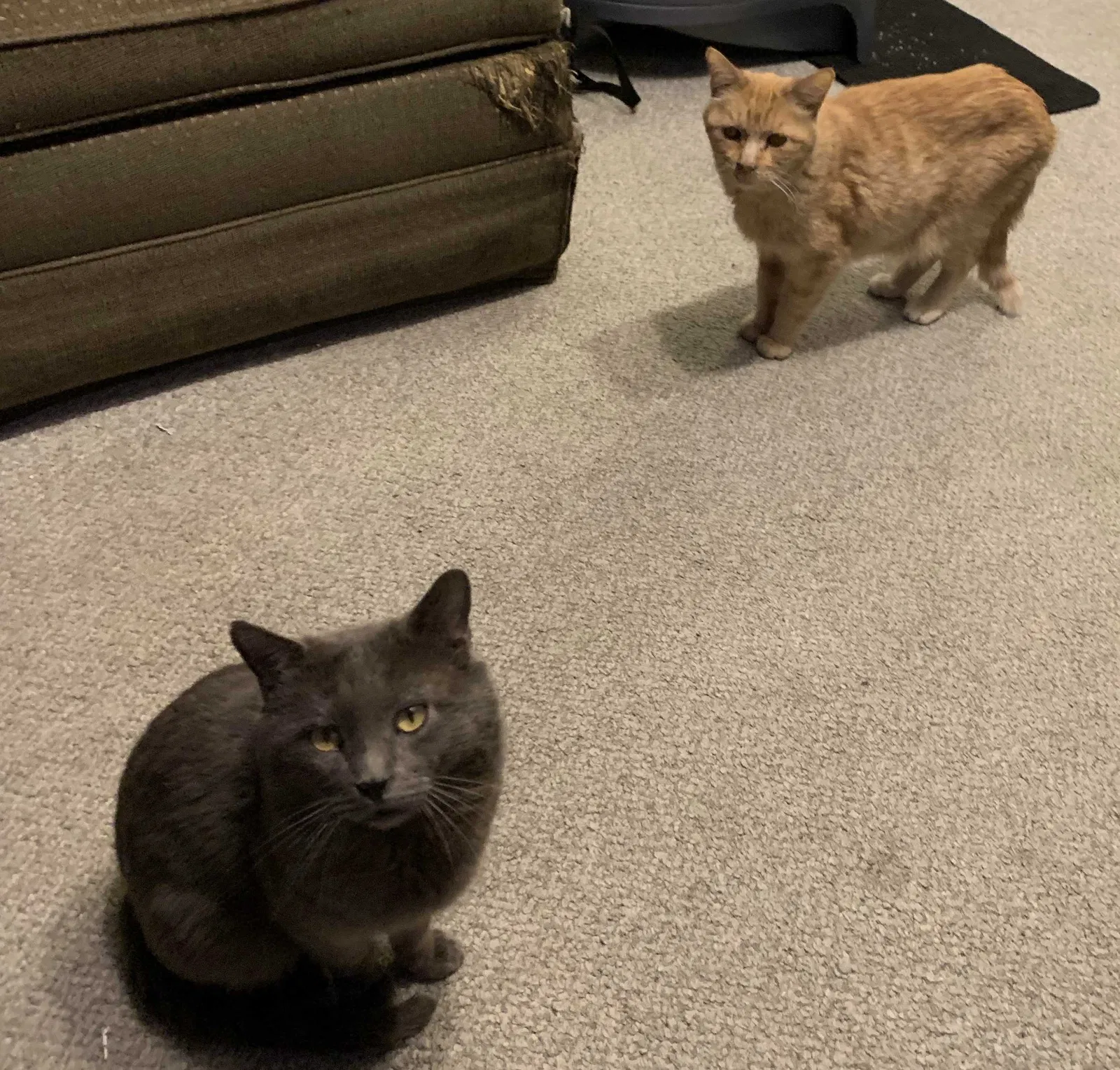 Lost cat in Pueblo, CO, 81004