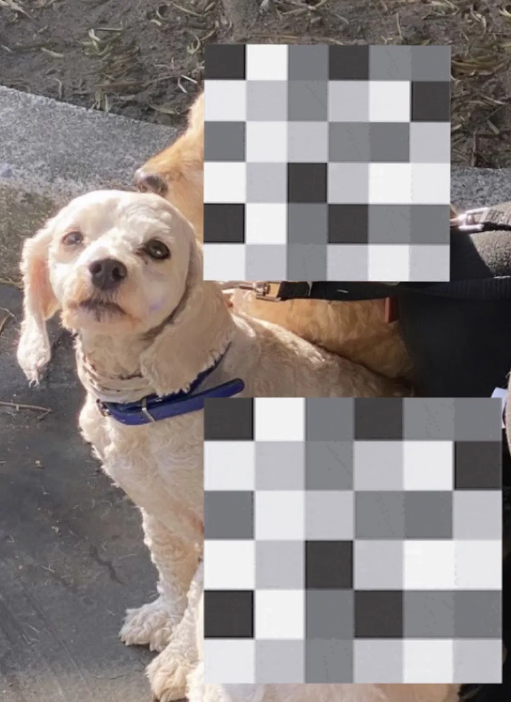 Lost dog in Richmond, CA, 94804