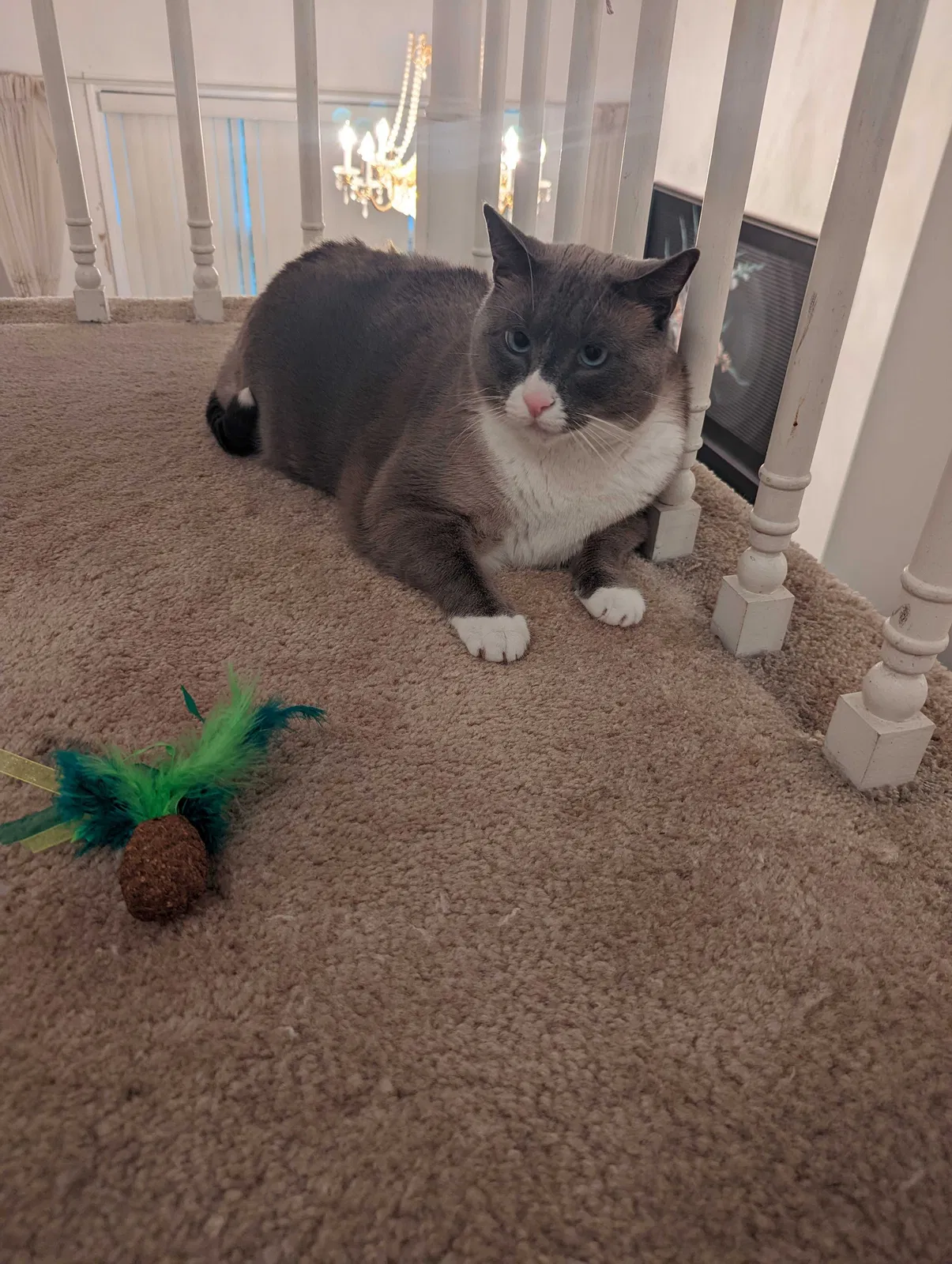 Lost cat in Jamaica Plain, MA, 2130
