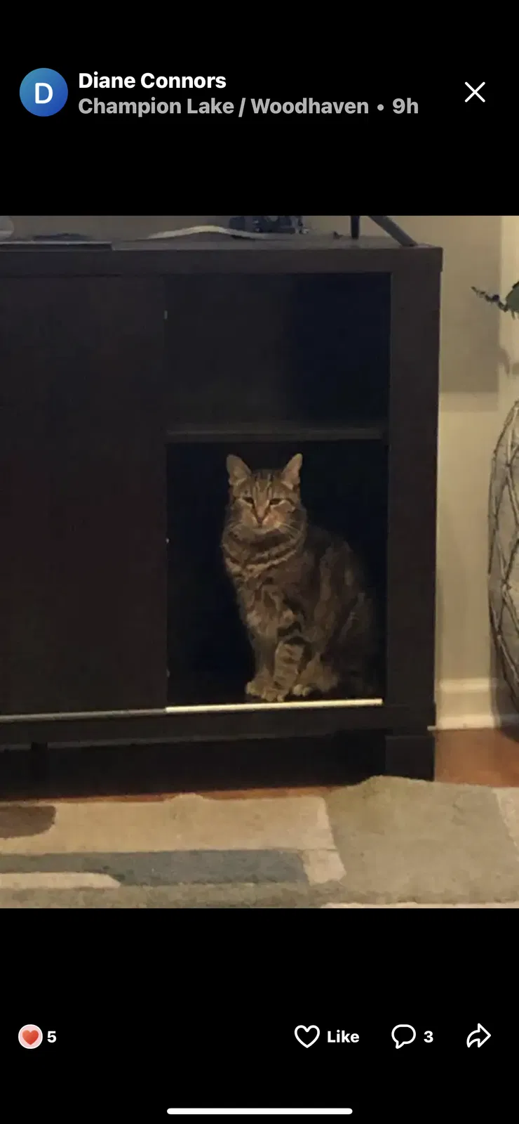 Lost cat in Mc Cordsville, IN, 46055