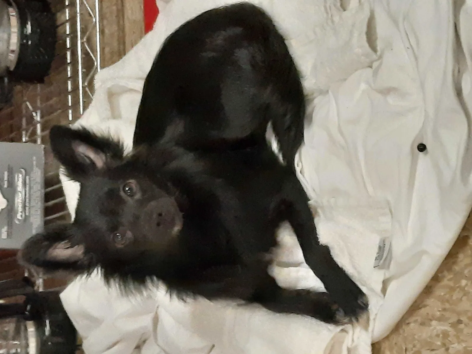 Lost dog in Chattanooga, TN, 37404