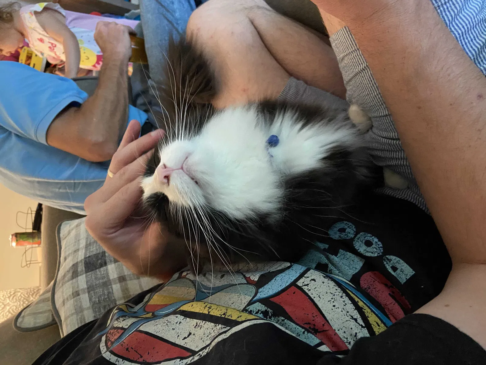 Lost cat in Grandville, MI, 49418