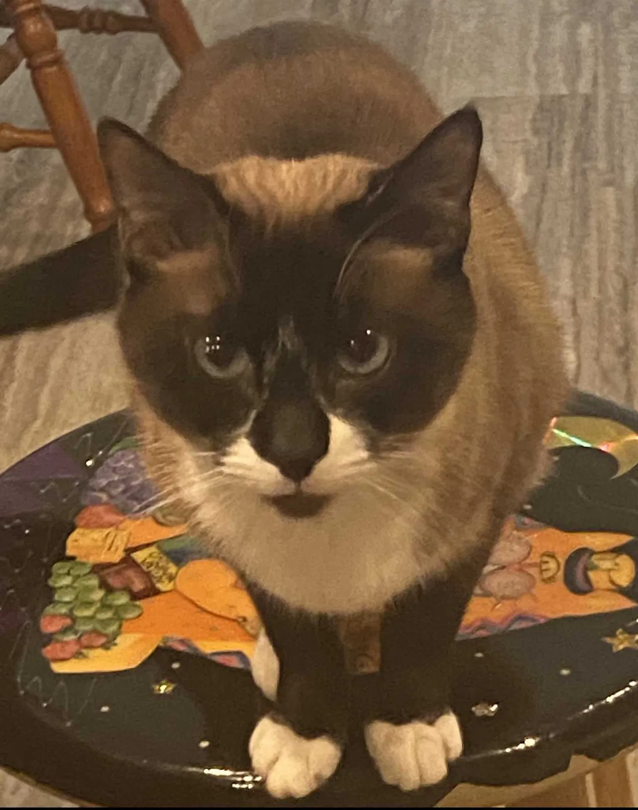Lost cat in Virginia Beach, VA, 23464