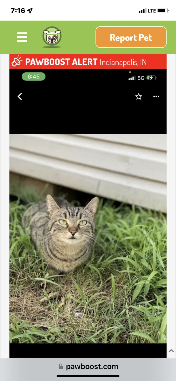 Lost cat in Indianapolis, IN, 46237