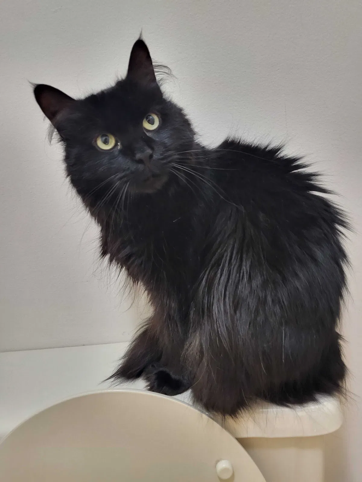 Lost cat in Colorado Springs, CO, 80916