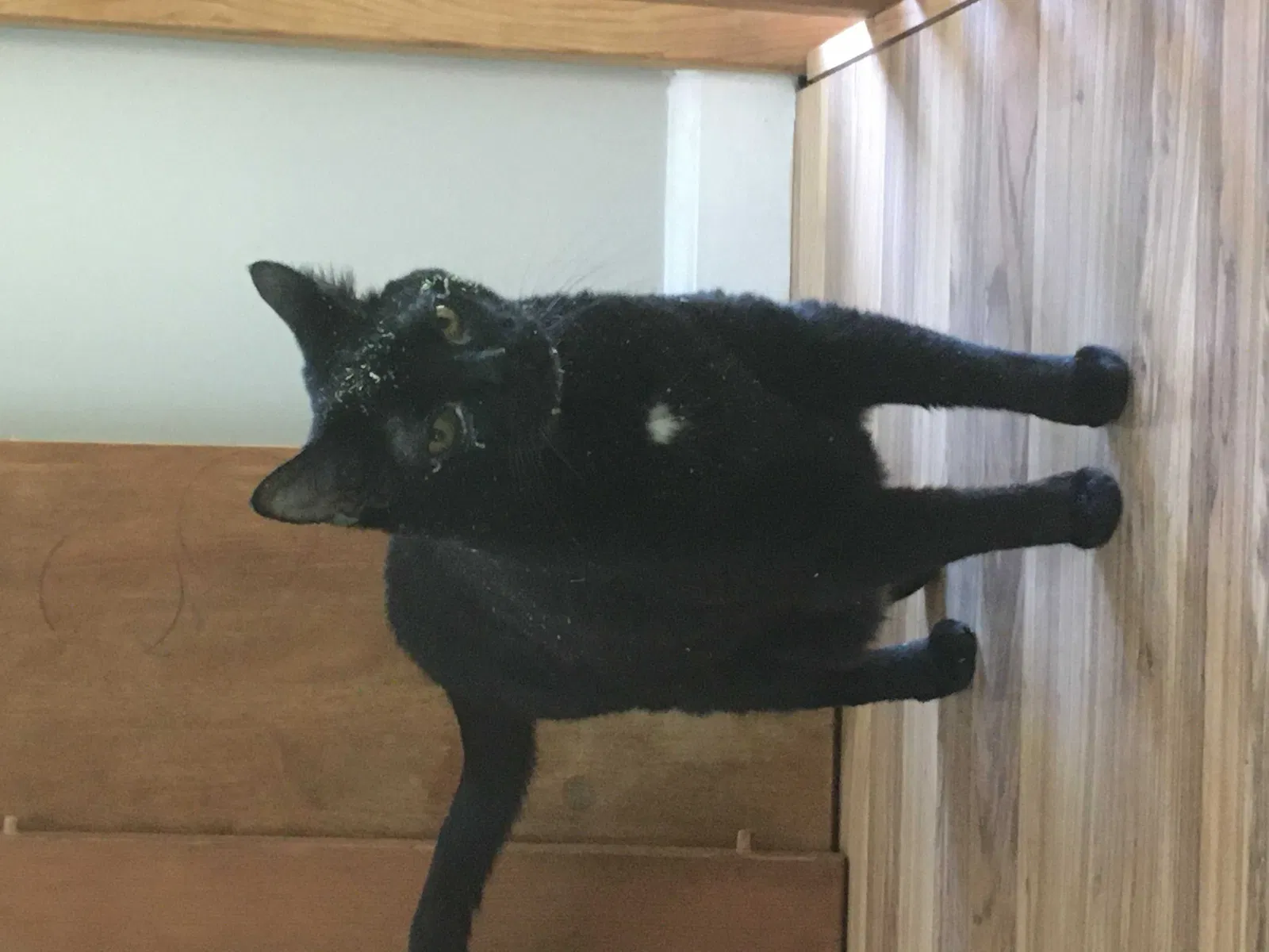 Lost cat in Seattle, WA, 98199