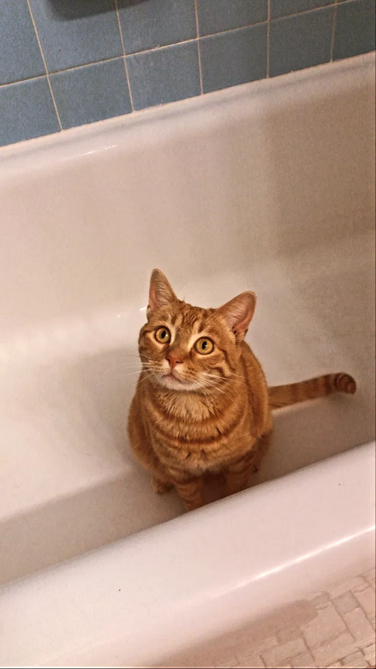 Lost cat in Saint Paul, MN, 55125