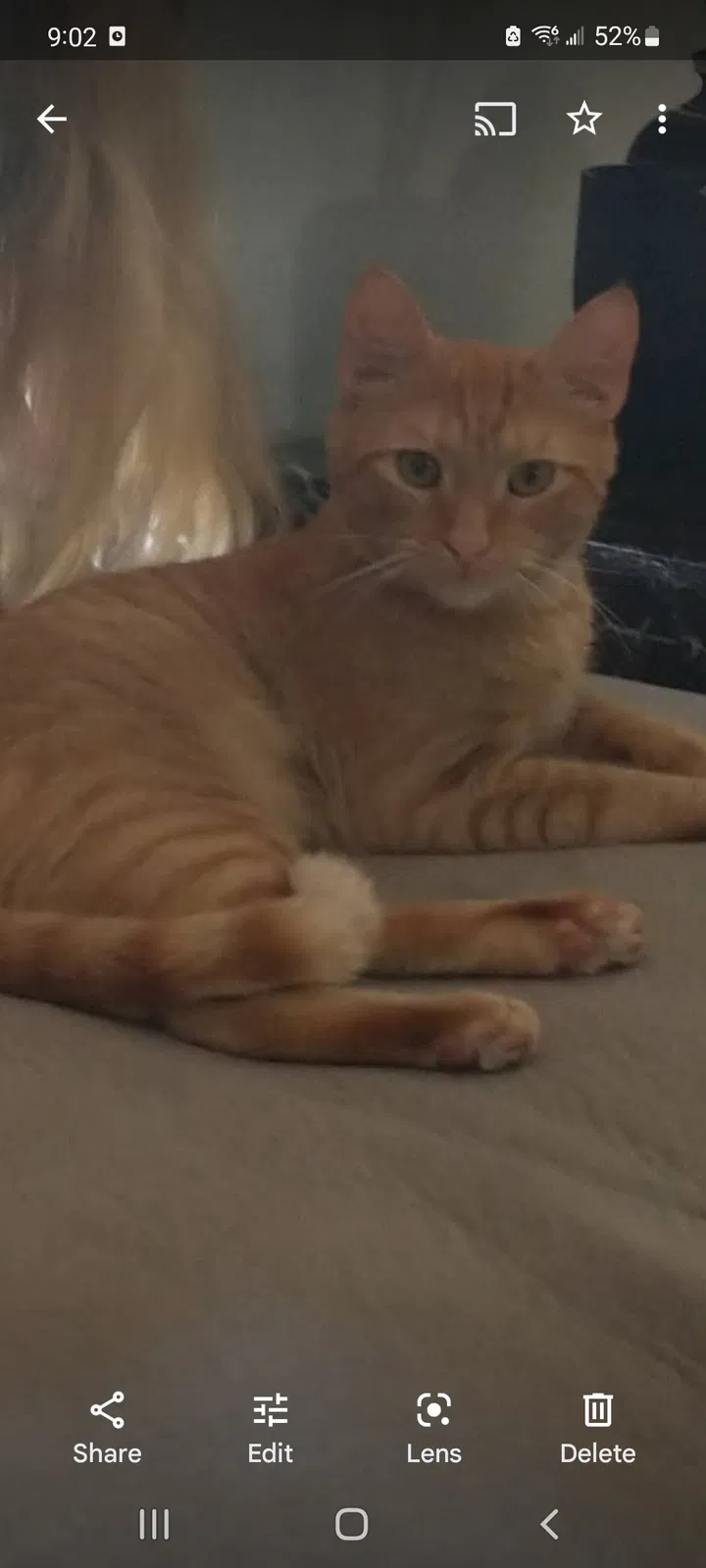 Lost cat in Louisville, KY, 40229
