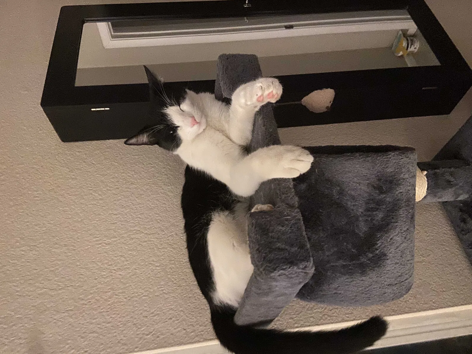 Lost cat in Henderson, NV, 89011