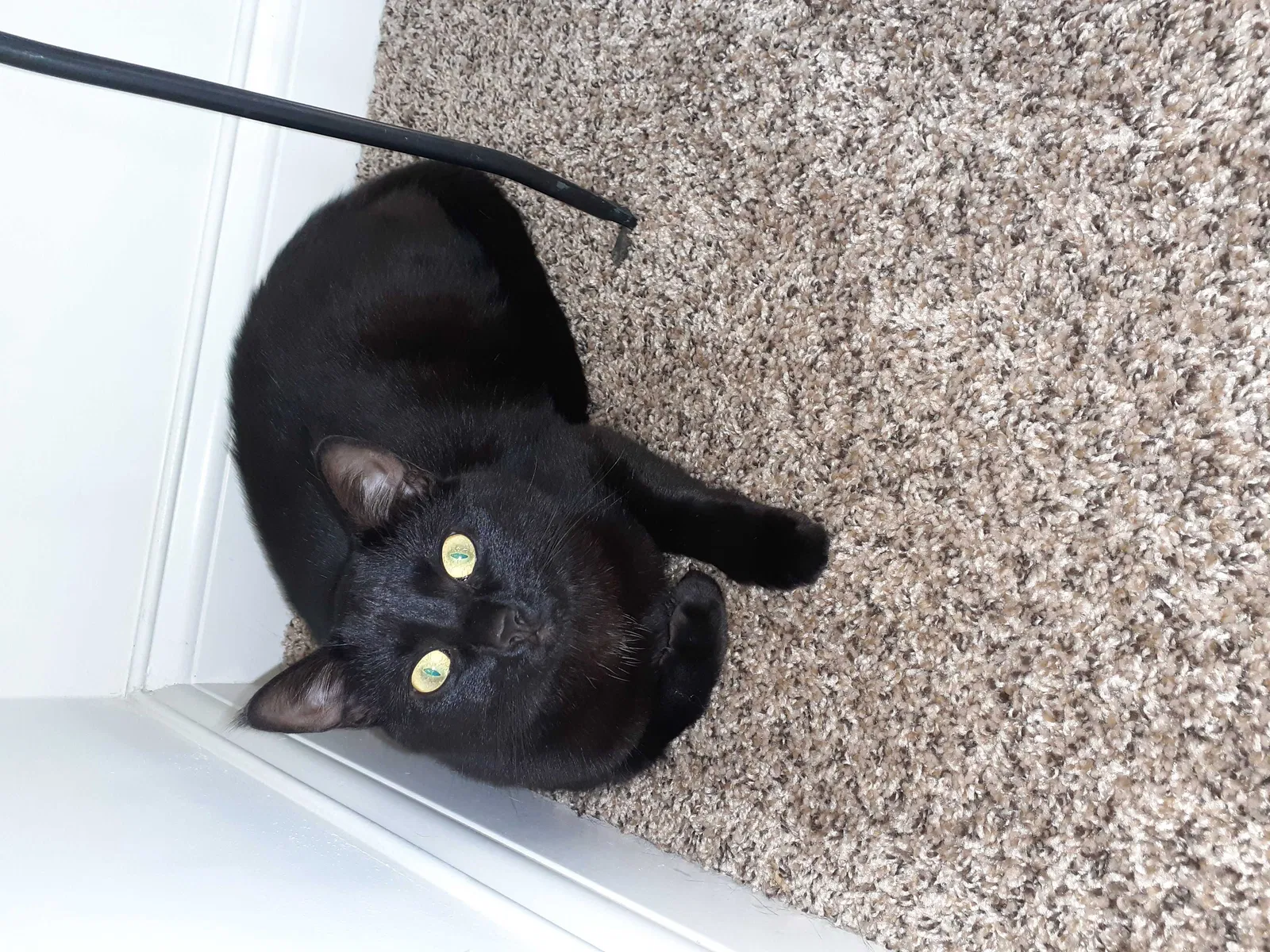 Found cat in Fort Wayne, IN, 46808