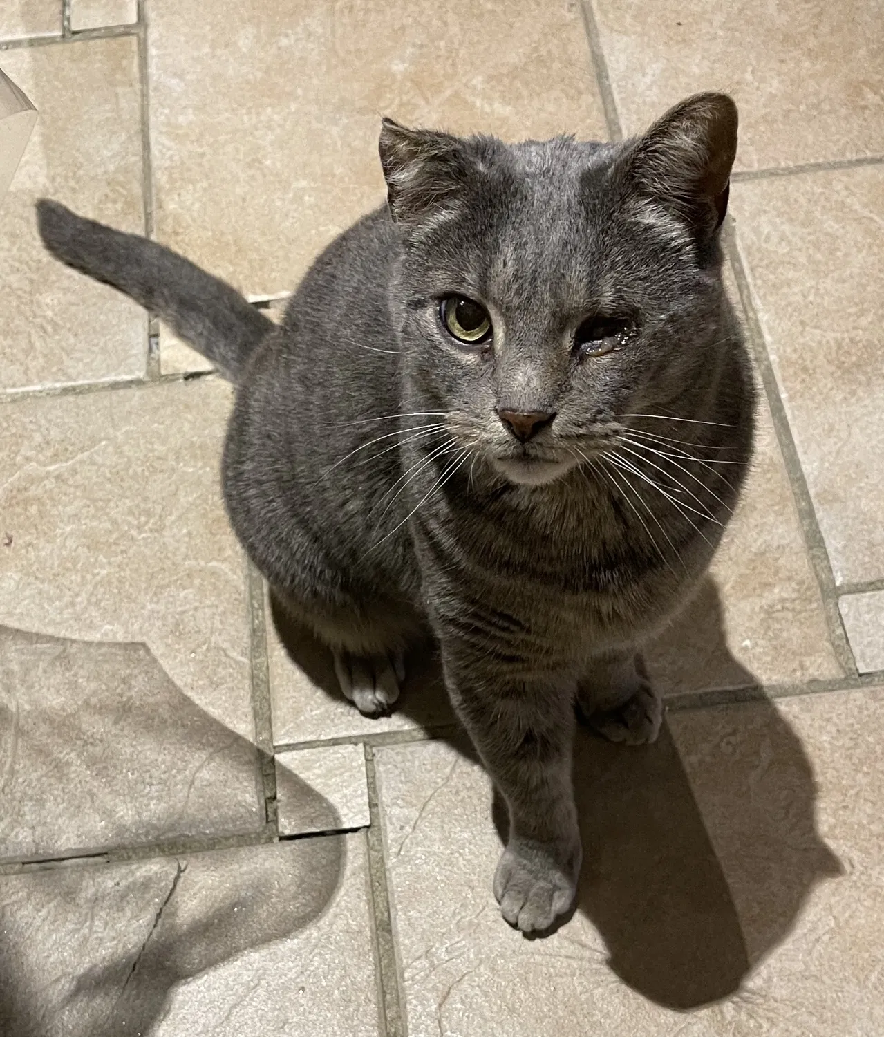 Lost cat in Clifton, NJ, 7011