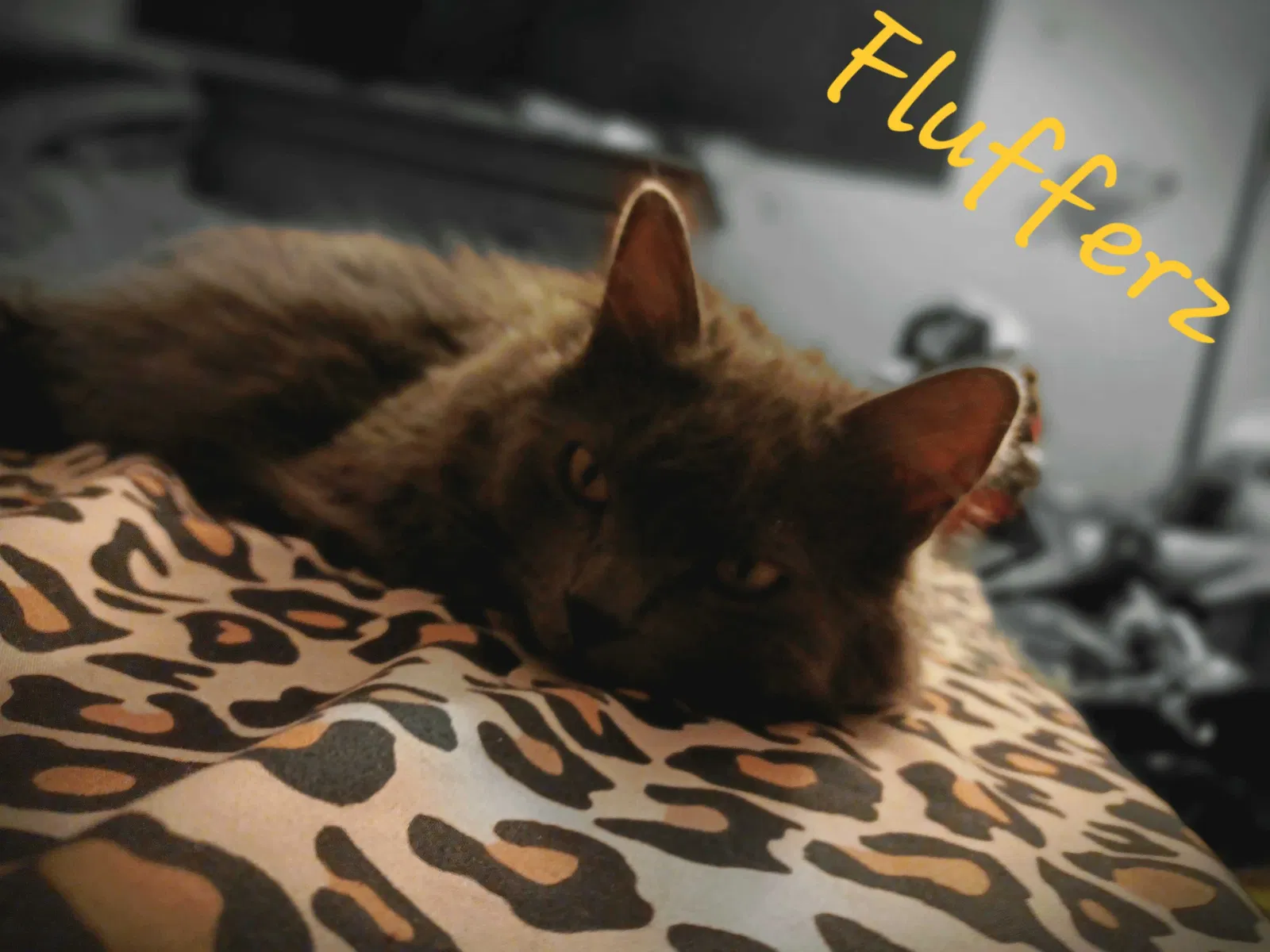 Lost cat in Visalia, CA, 93291