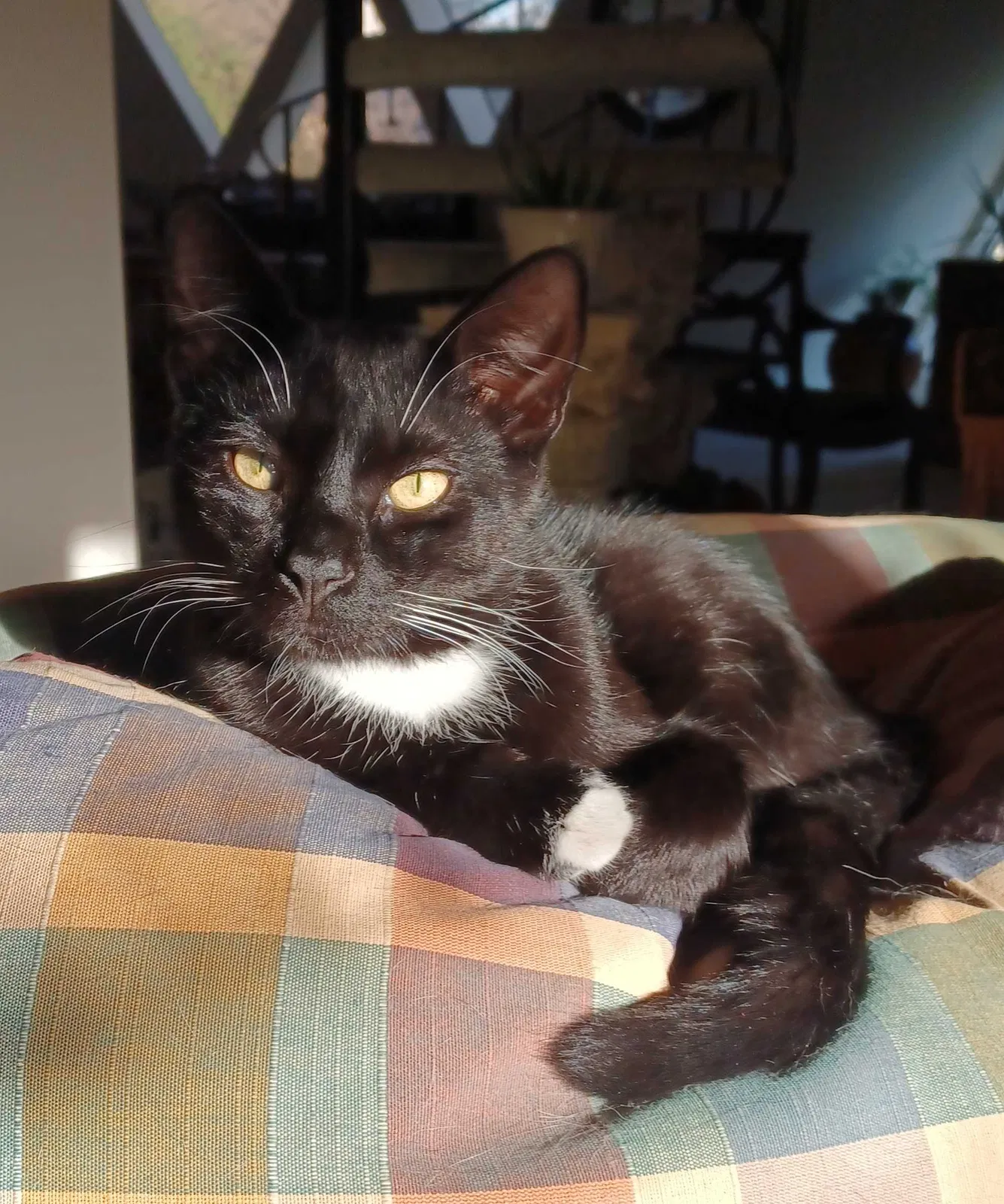 Lost cat in Kenosha, WI, 53144