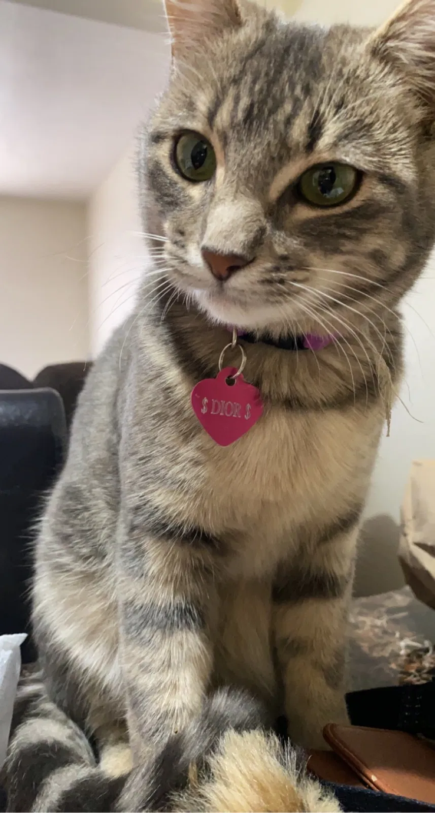 Lost cat in Pueblo, CO, 81001