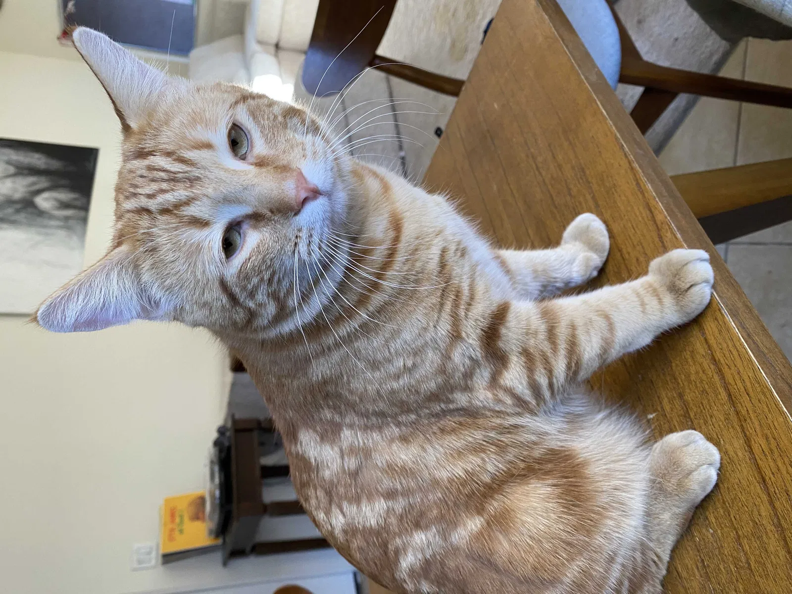 Lost cat in Las Vegas, NV, 89134