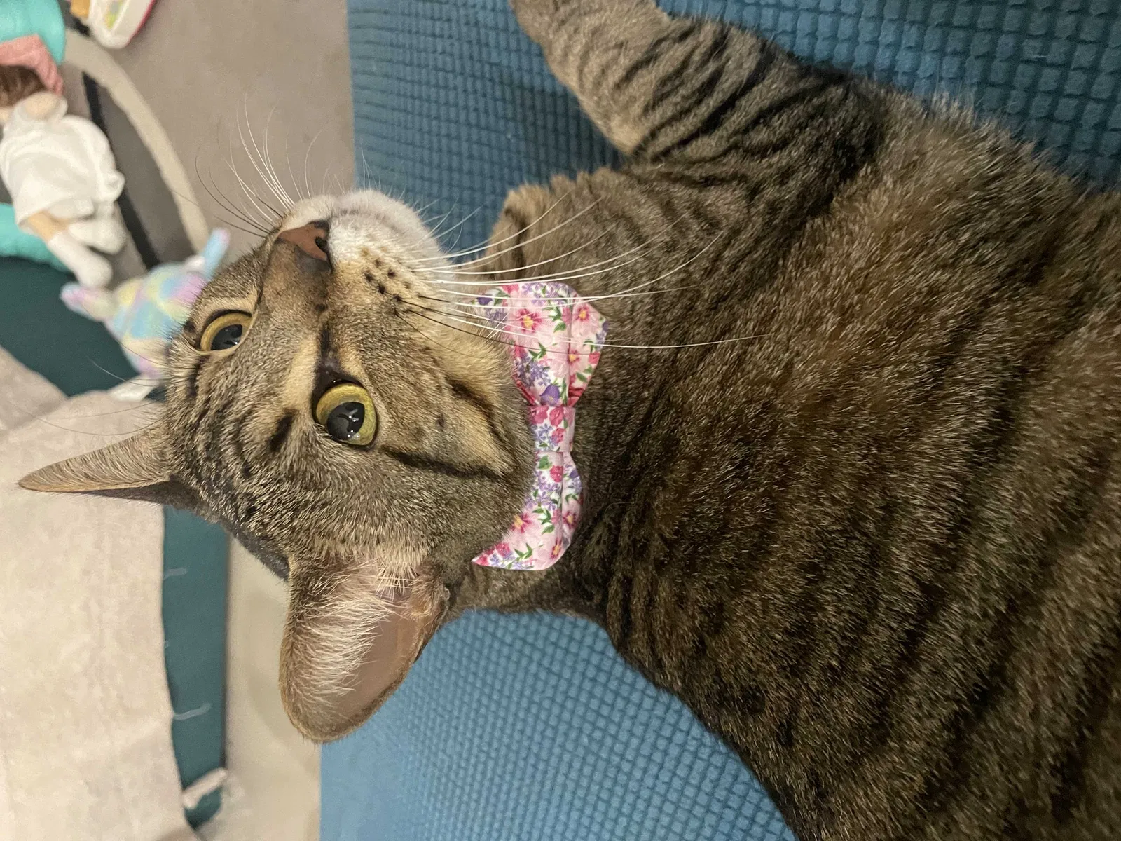 Lost cat in Brownsville, TX, 78520
