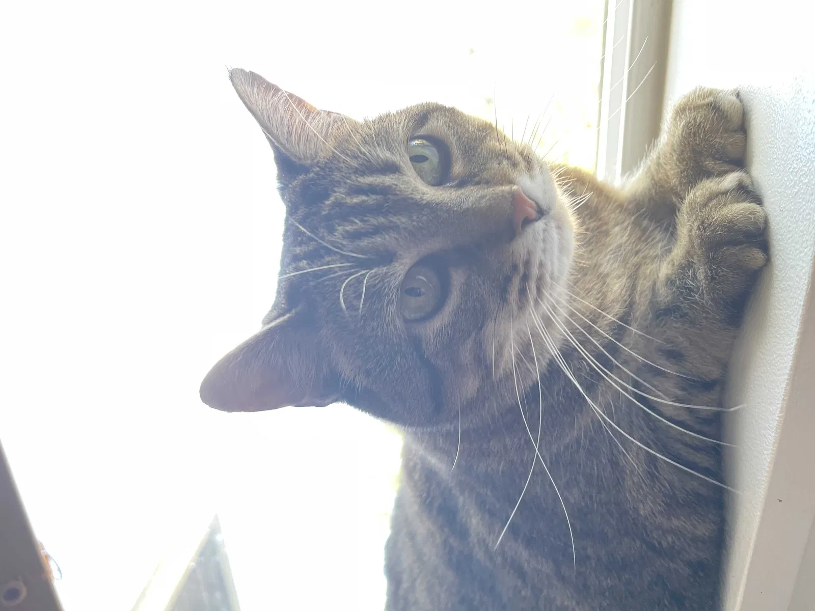 Lost cat in Auburn, WA, 98092