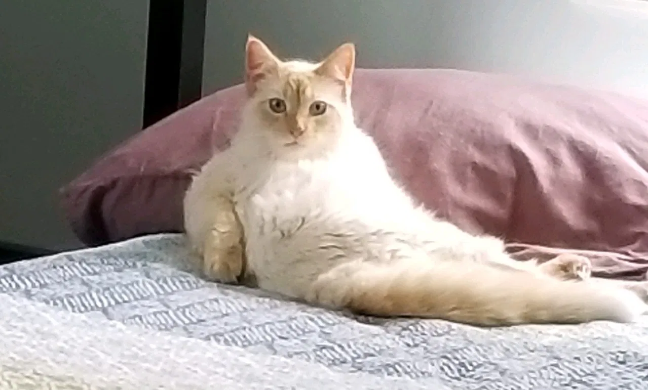 Lost cat in Iowa City, IA, 52245