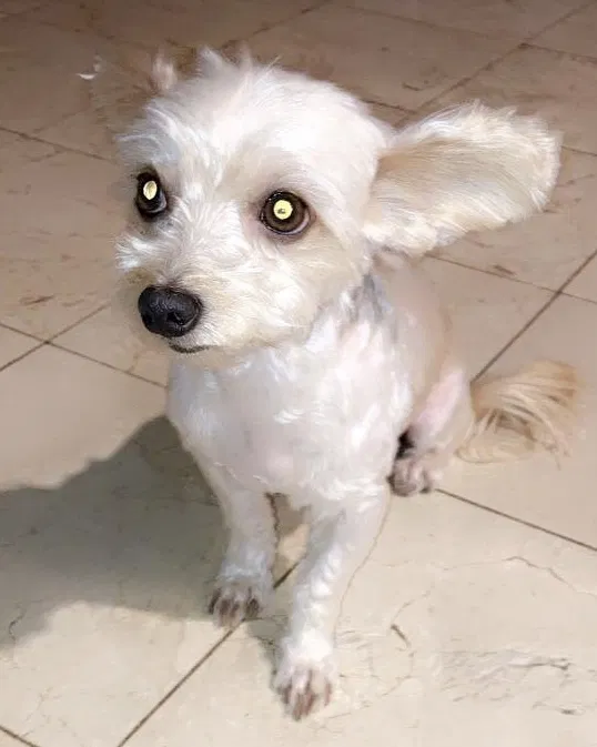 Lost dog in San Diego, CA, 92102
